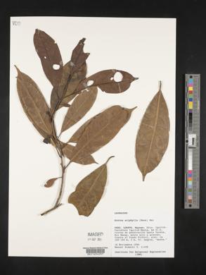 Ocotea aciphylla image