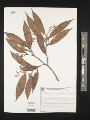 Ocotea aciphylla image