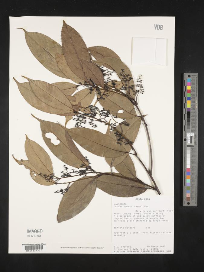 Ocotea cernua image
