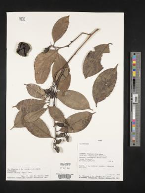 Ocotea cernua image