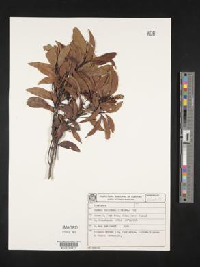 Ocotea corymbosa image