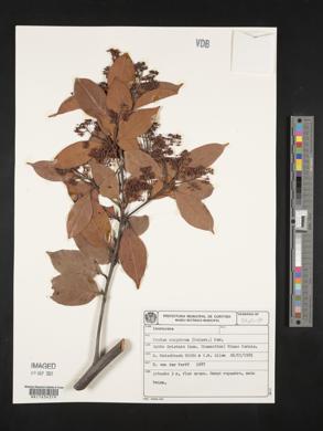 Ocotea corymbosa image