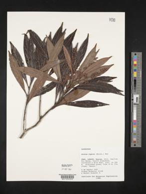 Ocotea oblonga subsp. cuprea image