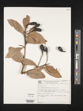 Ocotea densiflora image