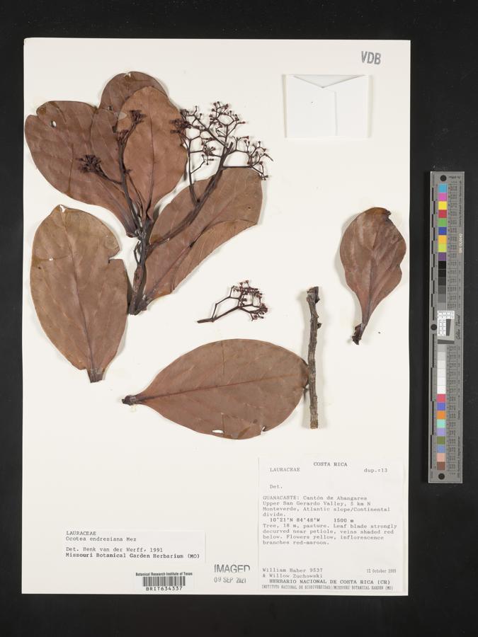 Ocotea endresiana image