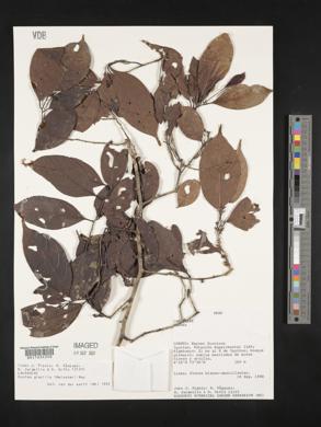 Ocotea gracilis image