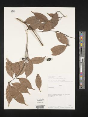 Ocotea pauciflora image