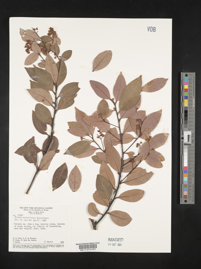 Ocotea percoriacea image