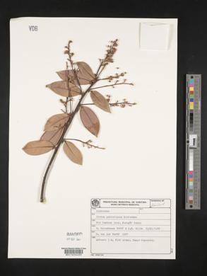 Ocotea percoriacea image