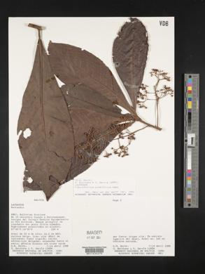 Pleurothyrium cuneifolium image