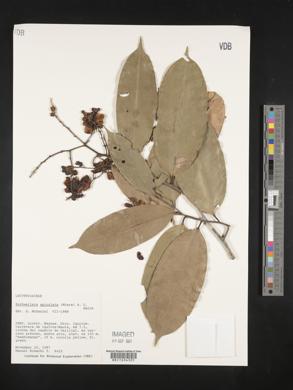 Eschweilera apiculata image
