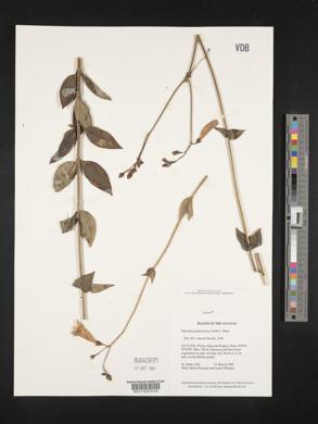 Chelonanthus purpurascens image