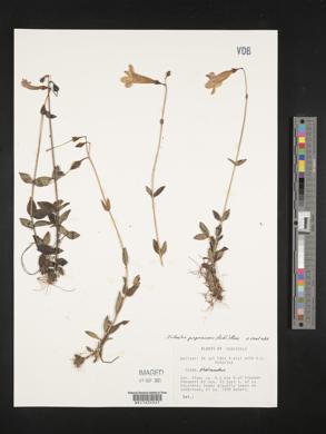 Chelonanthus purpurascens image