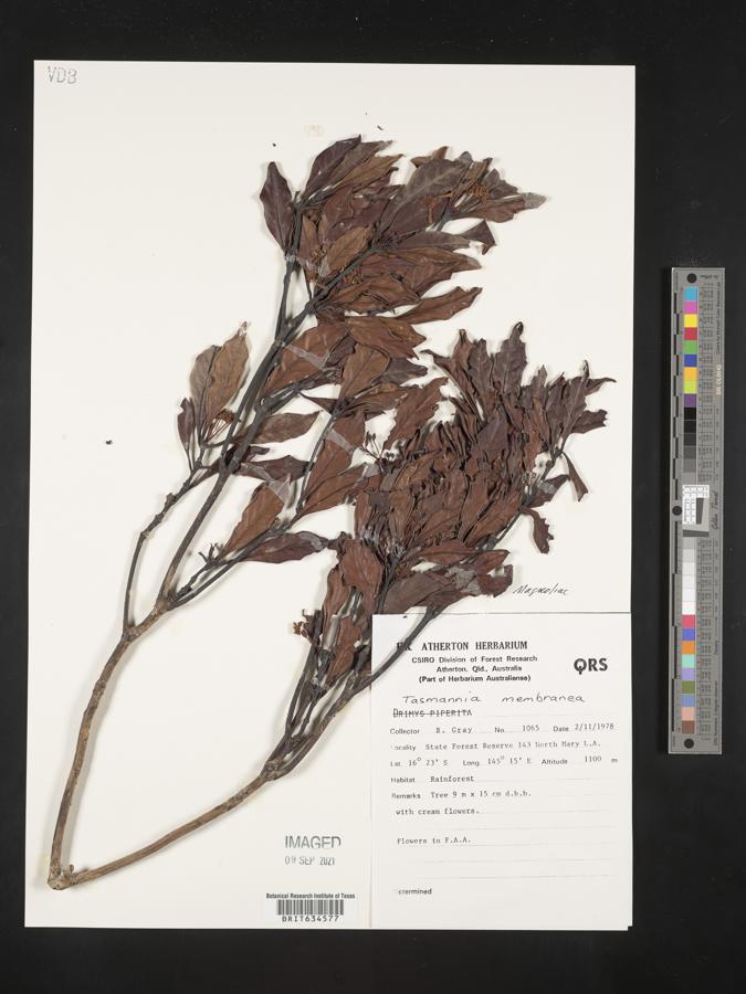 Drimys membranea image