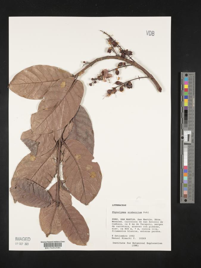 Physocalymma scaberrimum image