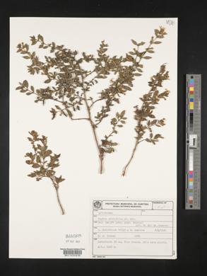 Cuphea acinifolia image