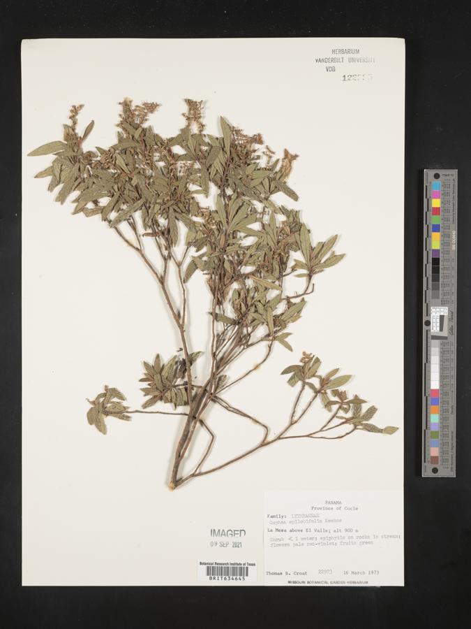 Cuphea epilobiifolia image