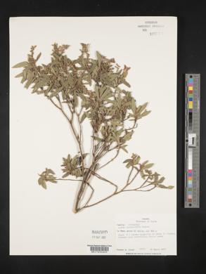 Cuphea epilobiifolia image