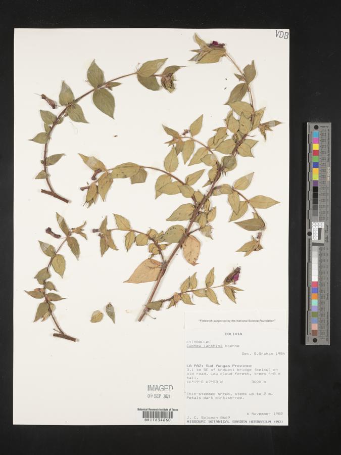 Cuphea cordata image