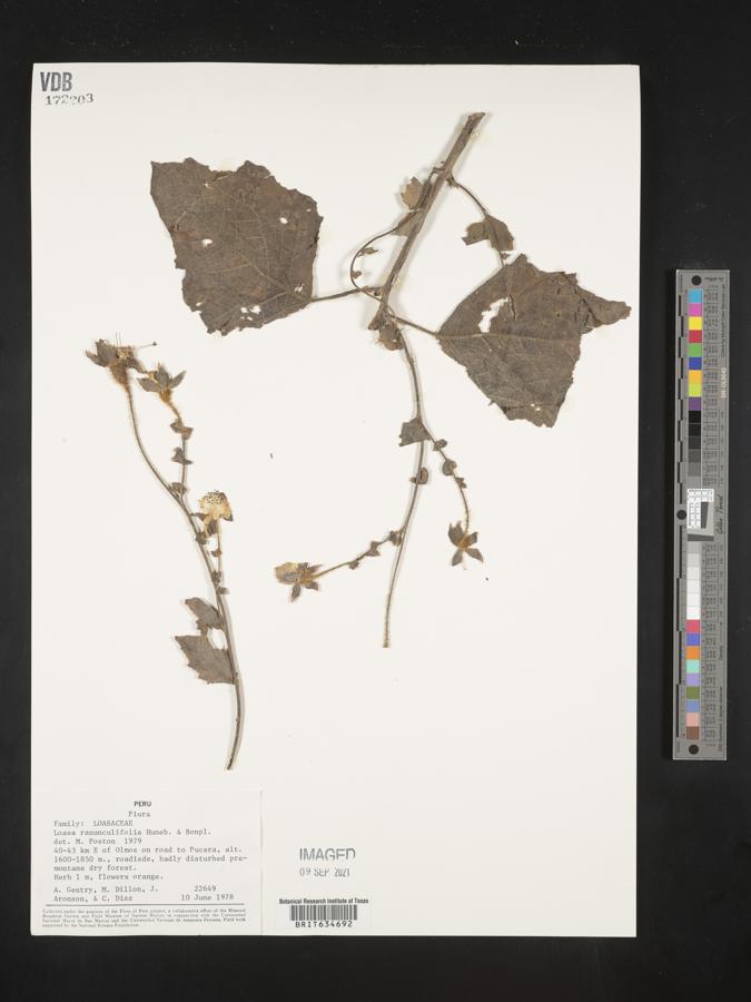 Nasa ranunculifolia subsp. ranunculifolia image