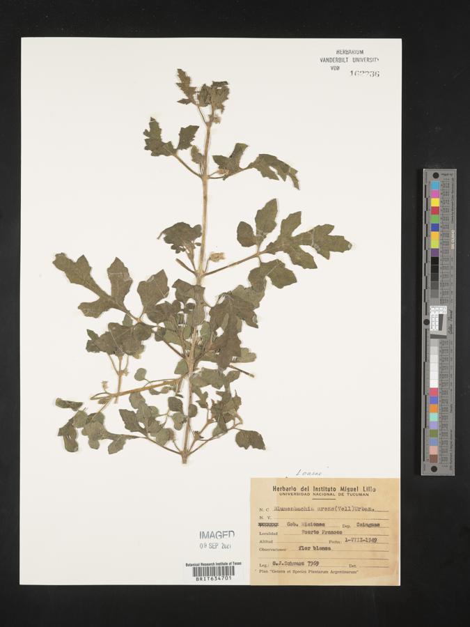 Blumenbachia latifolia image