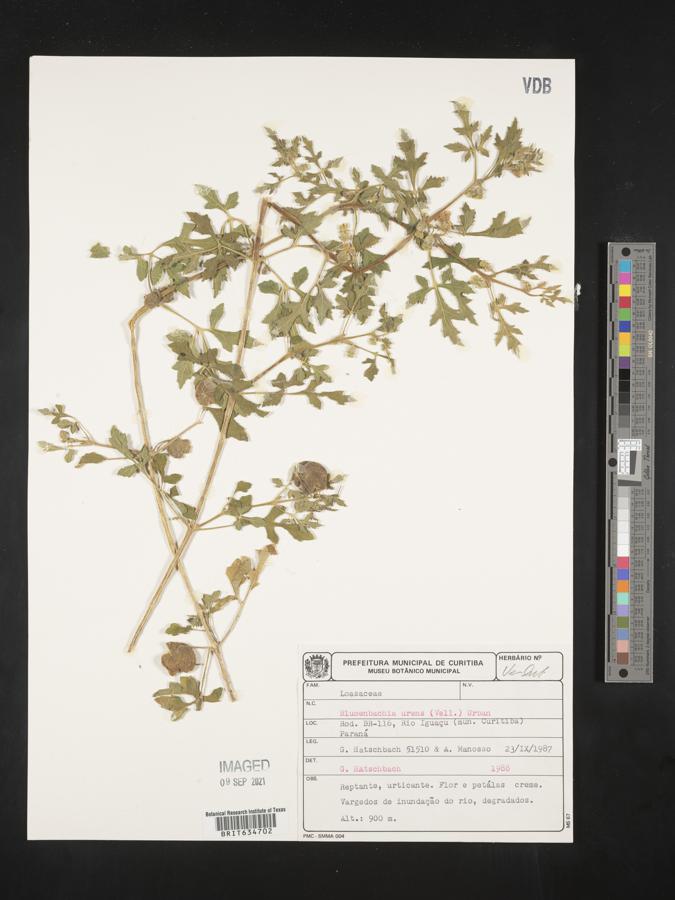 Blumenbachia latifolia image