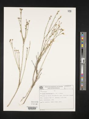 Image of Linum brevifolium