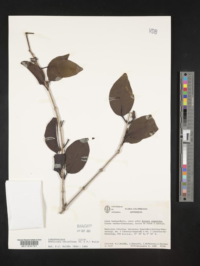 Passovia stelis image