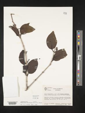 Passovia stelis image