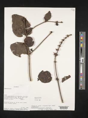 Oryctanthus alveolatus image