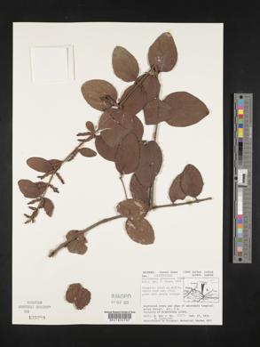 Oryctanthus alveolatus image