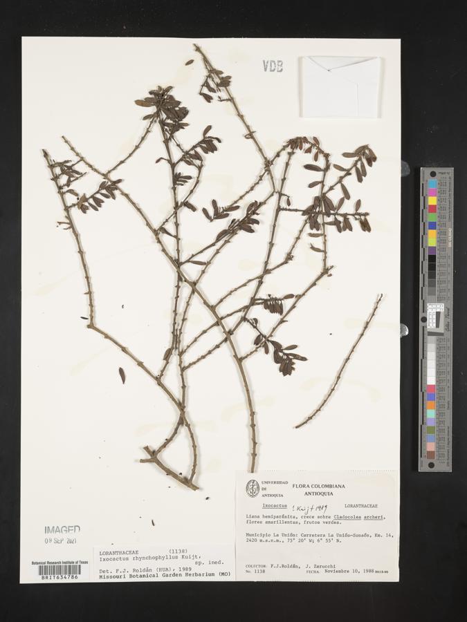 Phthirusa rhynchophylla image