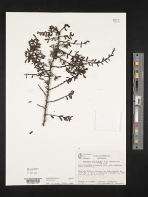 Phthirusa rhynchophylla image