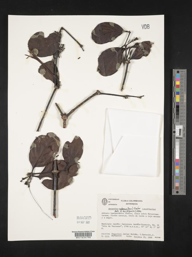 Aetanthus nodosus image