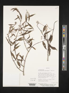 Struthanthus concinnus image