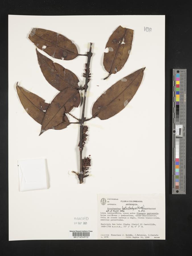 Struthanthus leptostachyus image