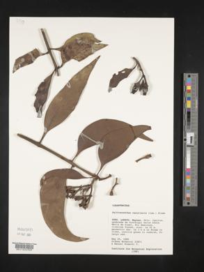 Psittacanthus cucullaris image