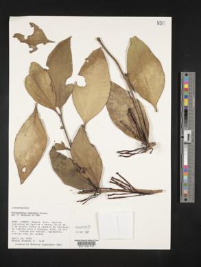 Psittacanthus subalatus image