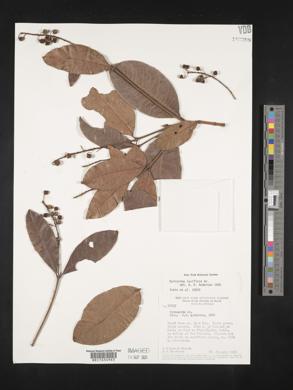 Byrsonima laxiflora image