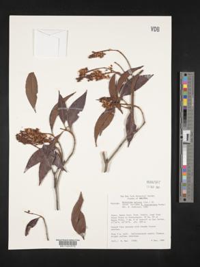 Byrsonima spicata image