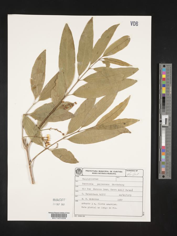 Bunchosia pallescens image