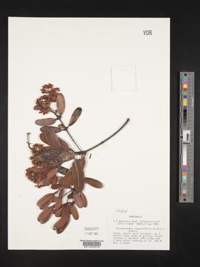 Blepharandra angustifolia image