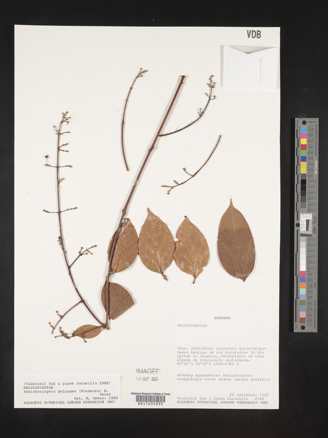 Banisteriopsis polygama image