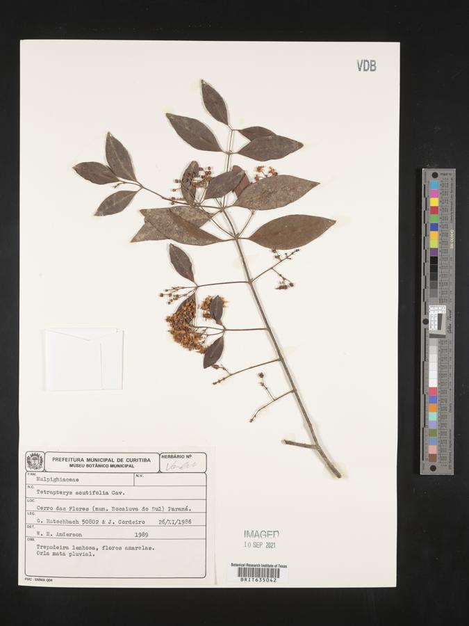 Niedenzuella image