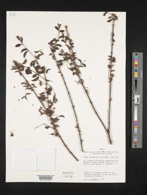 Glicophyllum ramiflorum image