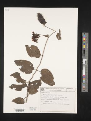 Stigmaphyllon blanchetii image
