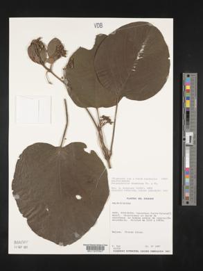 Stigmaphyllon bogotense image