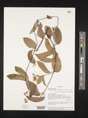 Stigmaphyllon ellipticum image