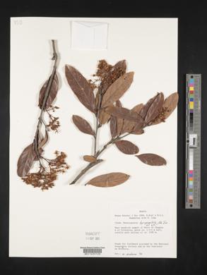 Heteropterys byrsonimifolia image