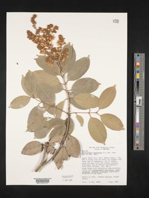 Heteropterys laurifolia image